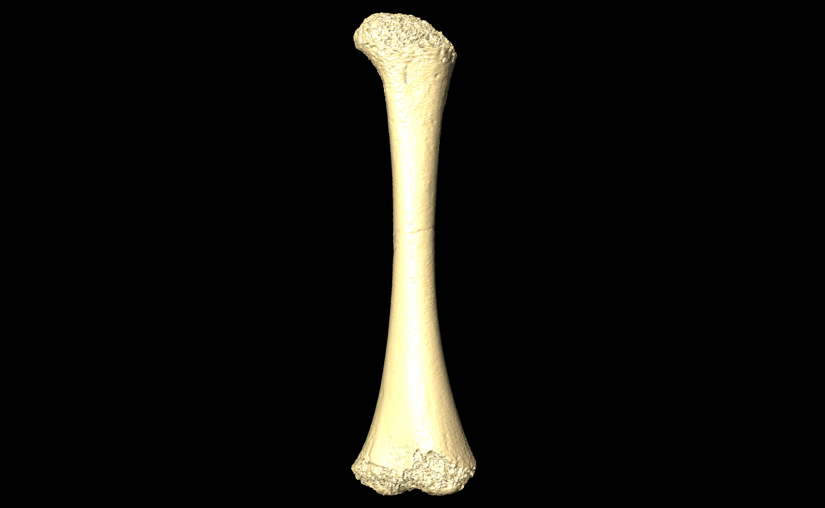 MNHN-HA-4252 (N° SV: 4252-02) Left Femur