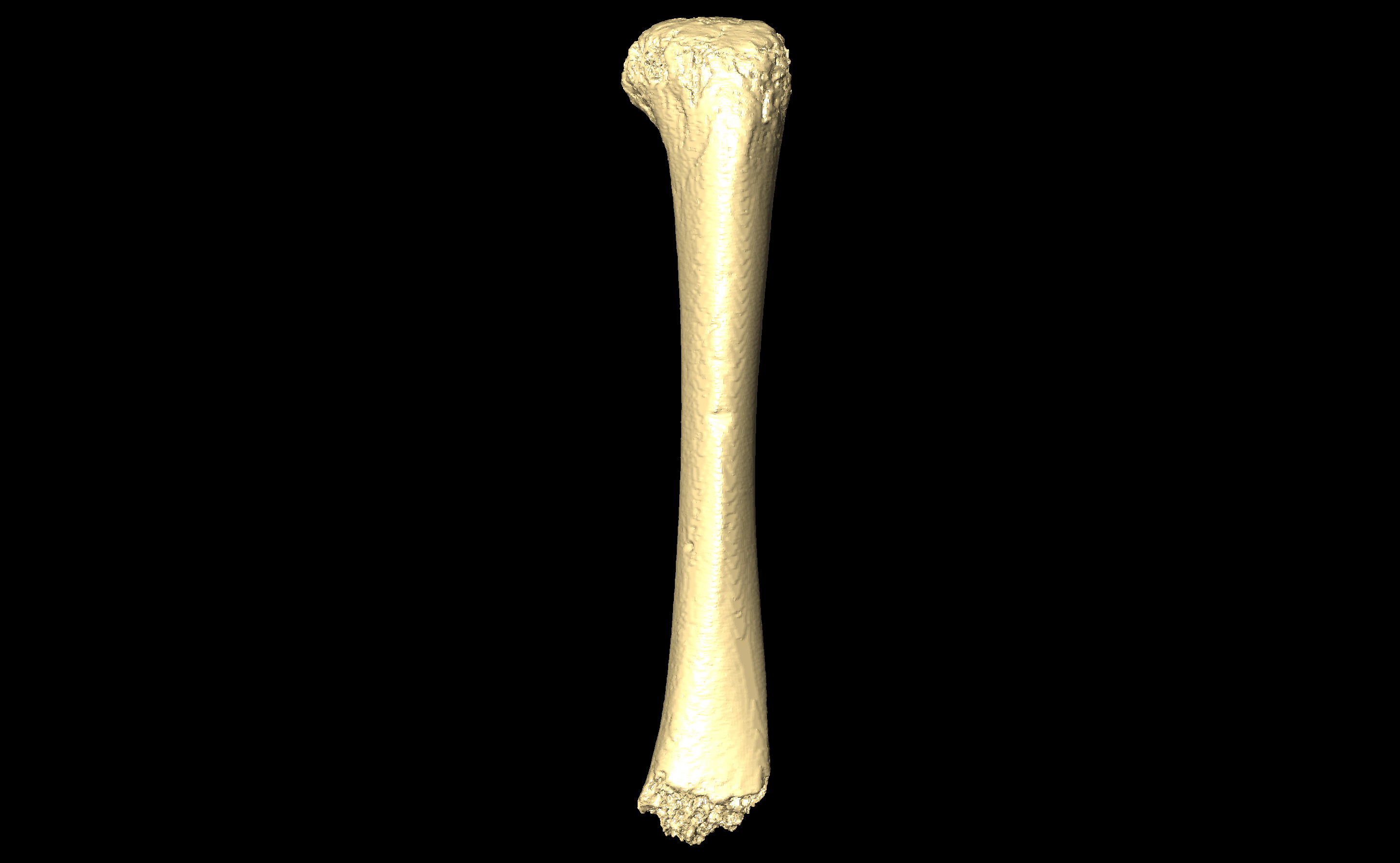 MNHN-HA-4252 (N° SV: 4252-06) Left Tibia