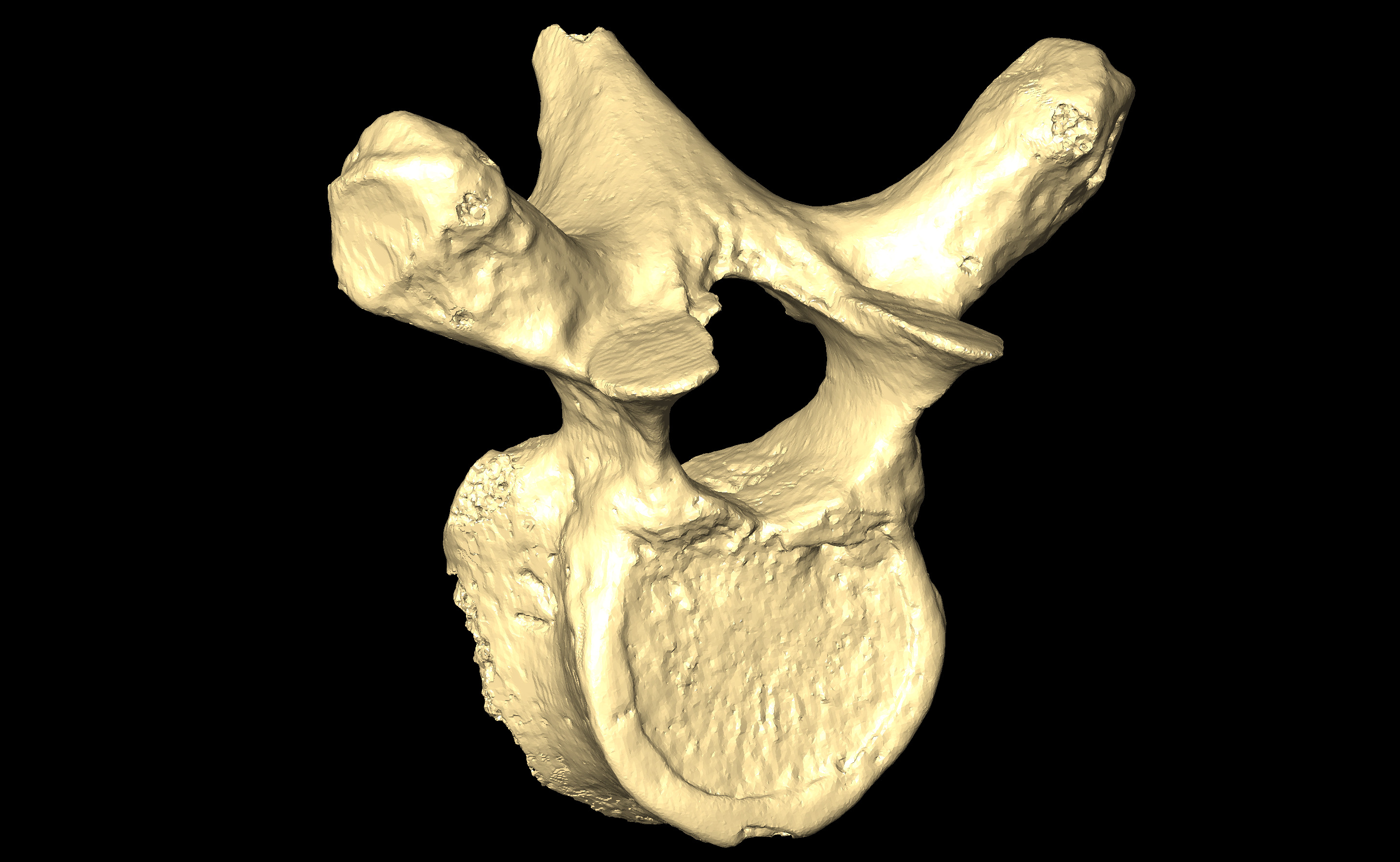 MNHN-HA-4262 Thoracic Vertebra