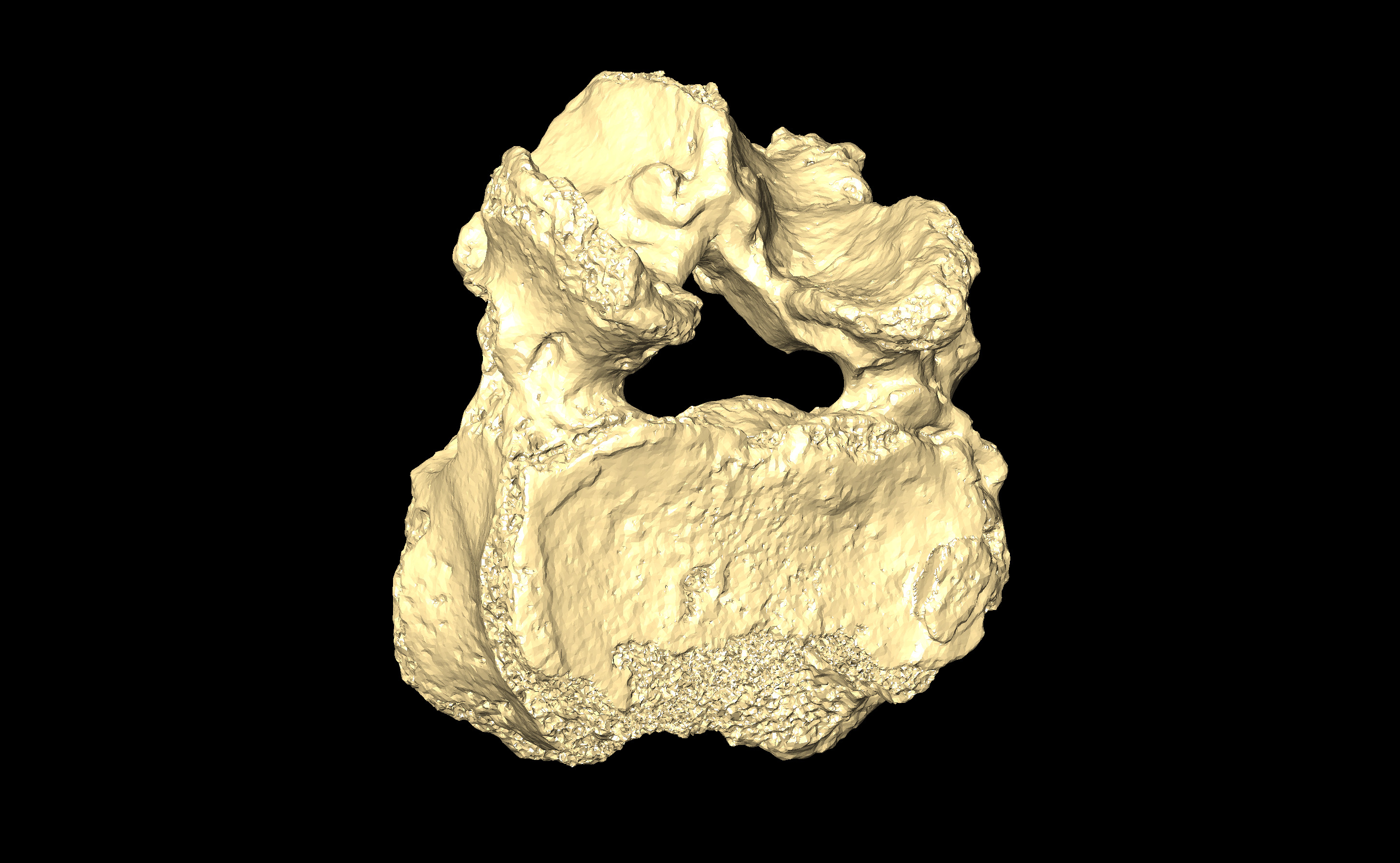 MNHN-HA-4266 Lumbar Vertebra 4