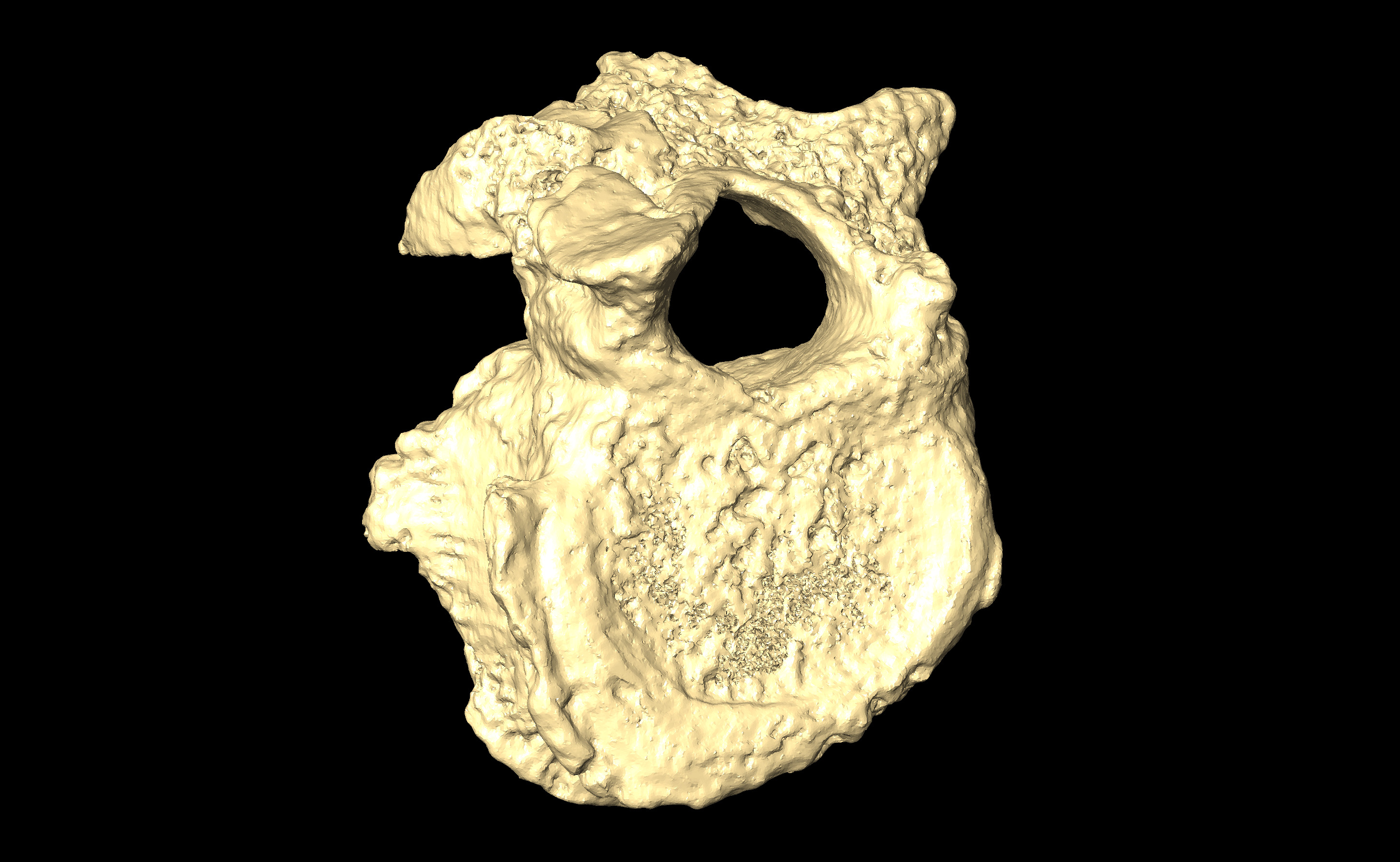 MNHN-HA-4278 Thoracic Vertebra