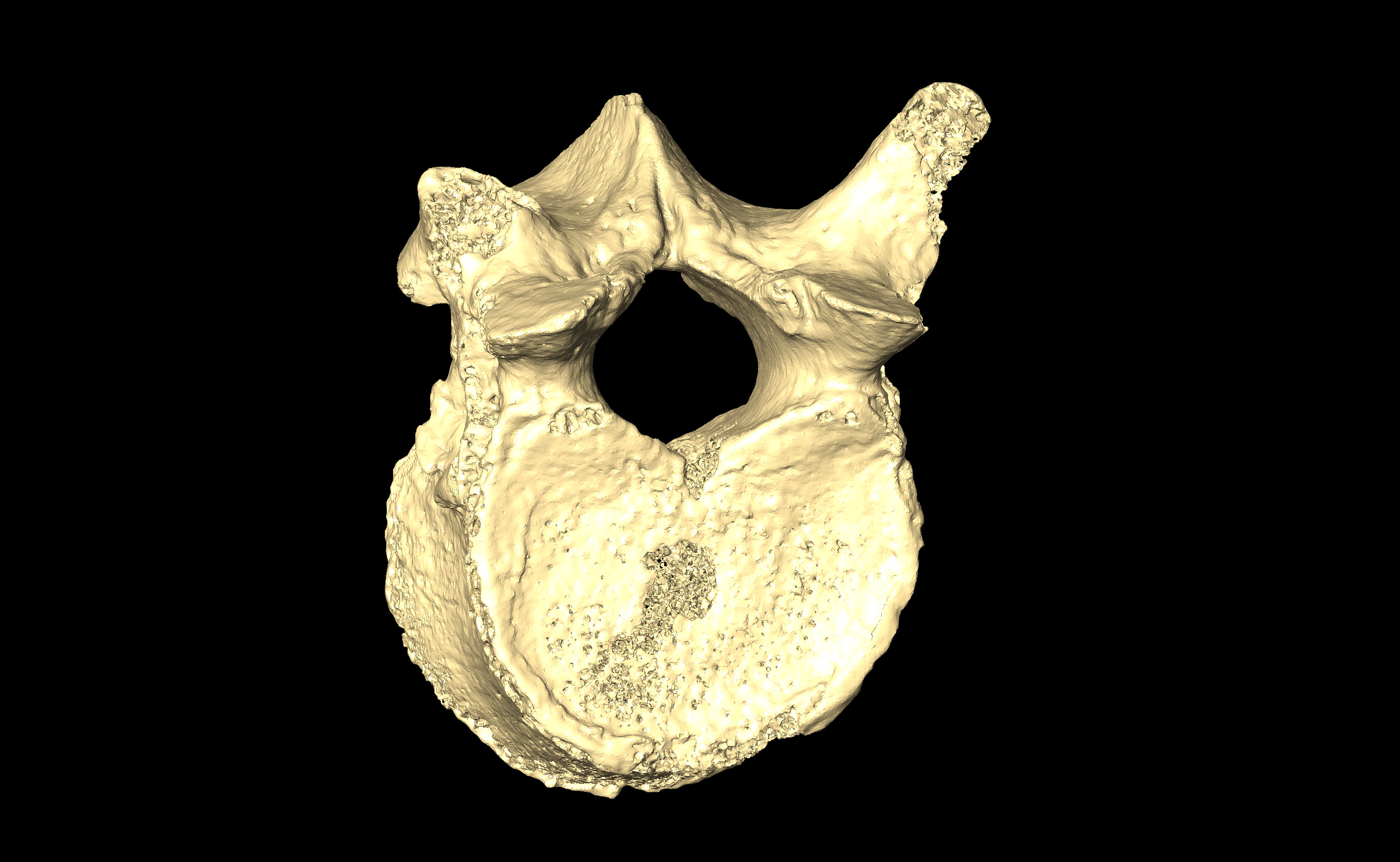 MNHN-HA-4279 Thoracic Vertebra