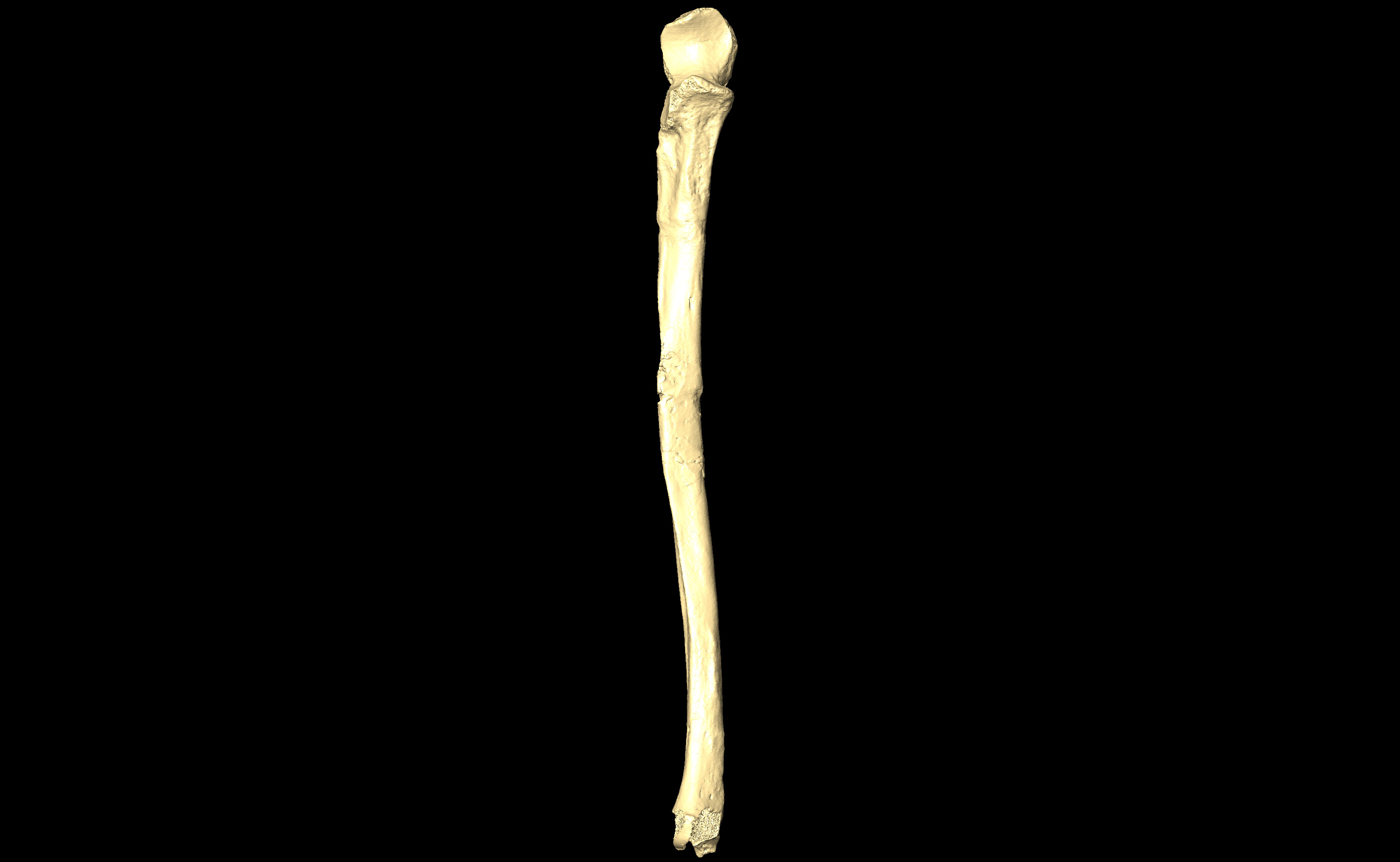 MNHN-HA-4297 Right Ulna