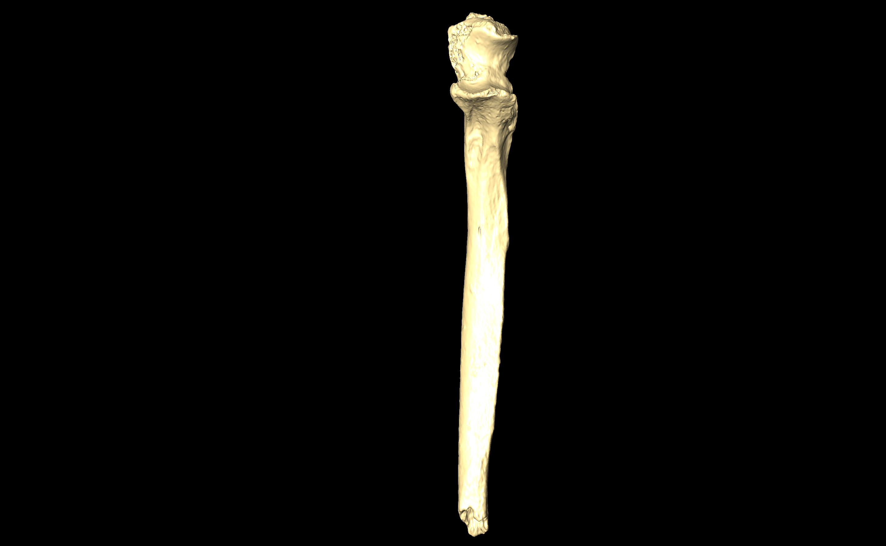 MNHN-HA-4299 Left Ulna