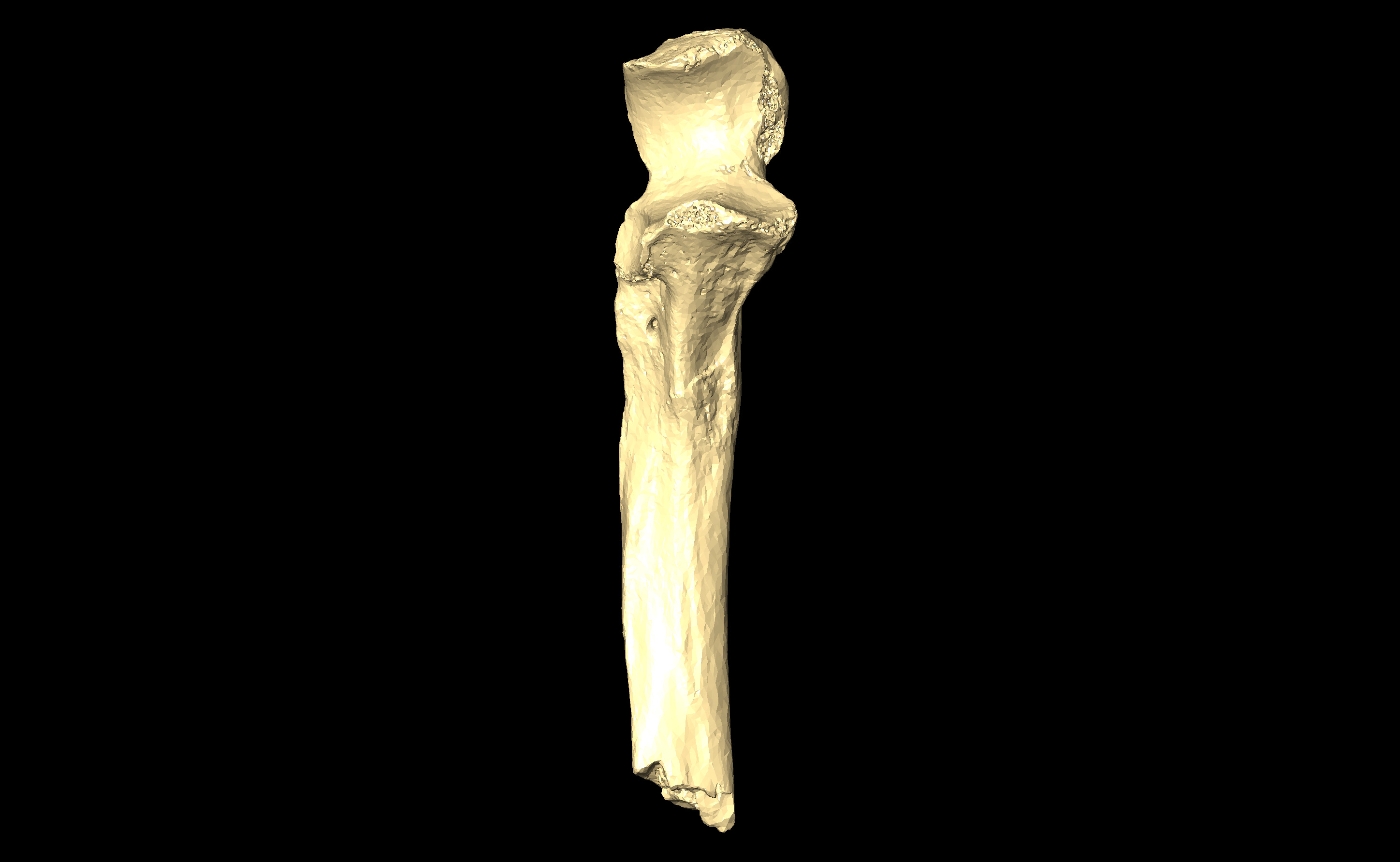 MNHN-HA-4300 Right Ulna