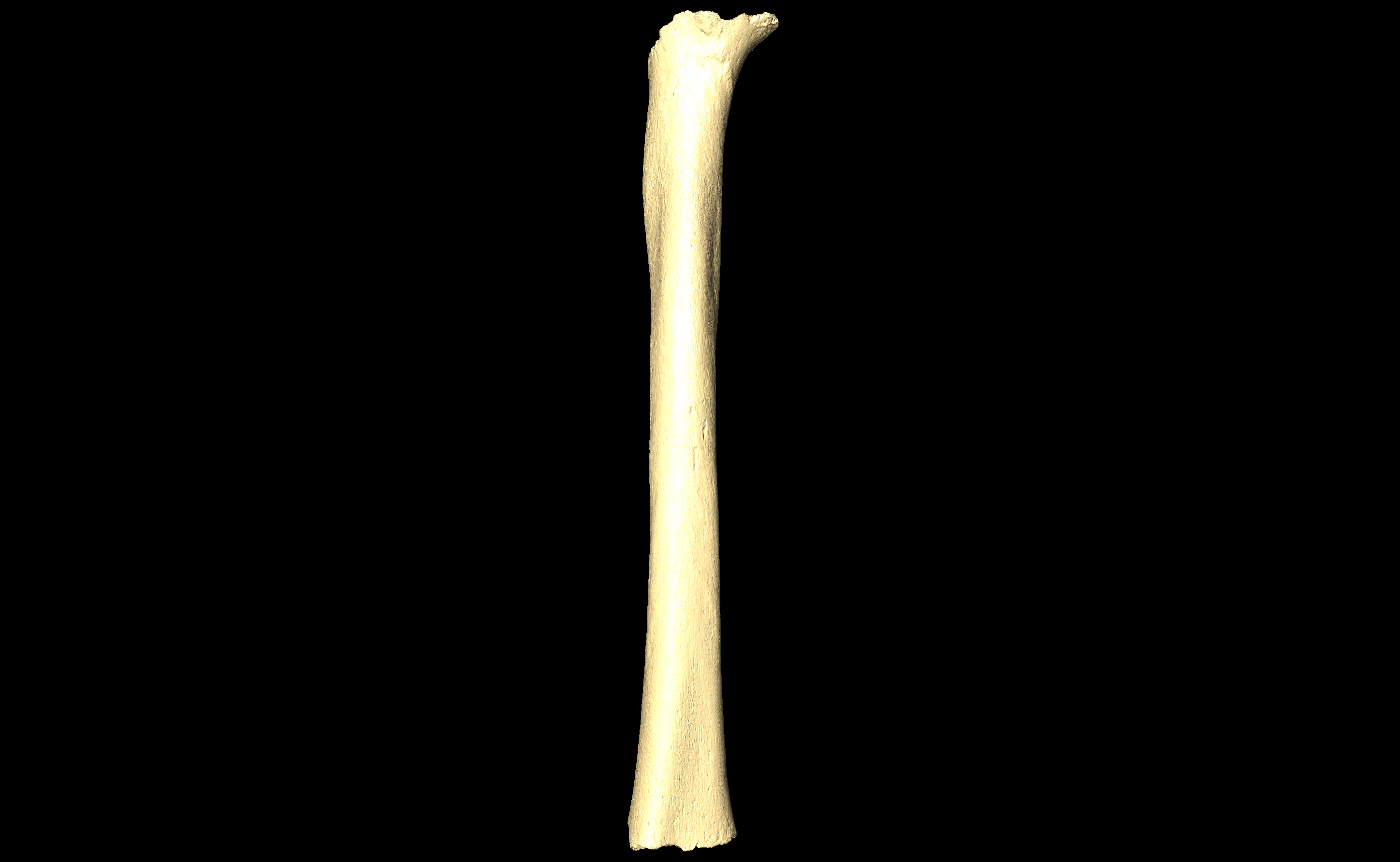 MNHN-HA-4327 Right Femur