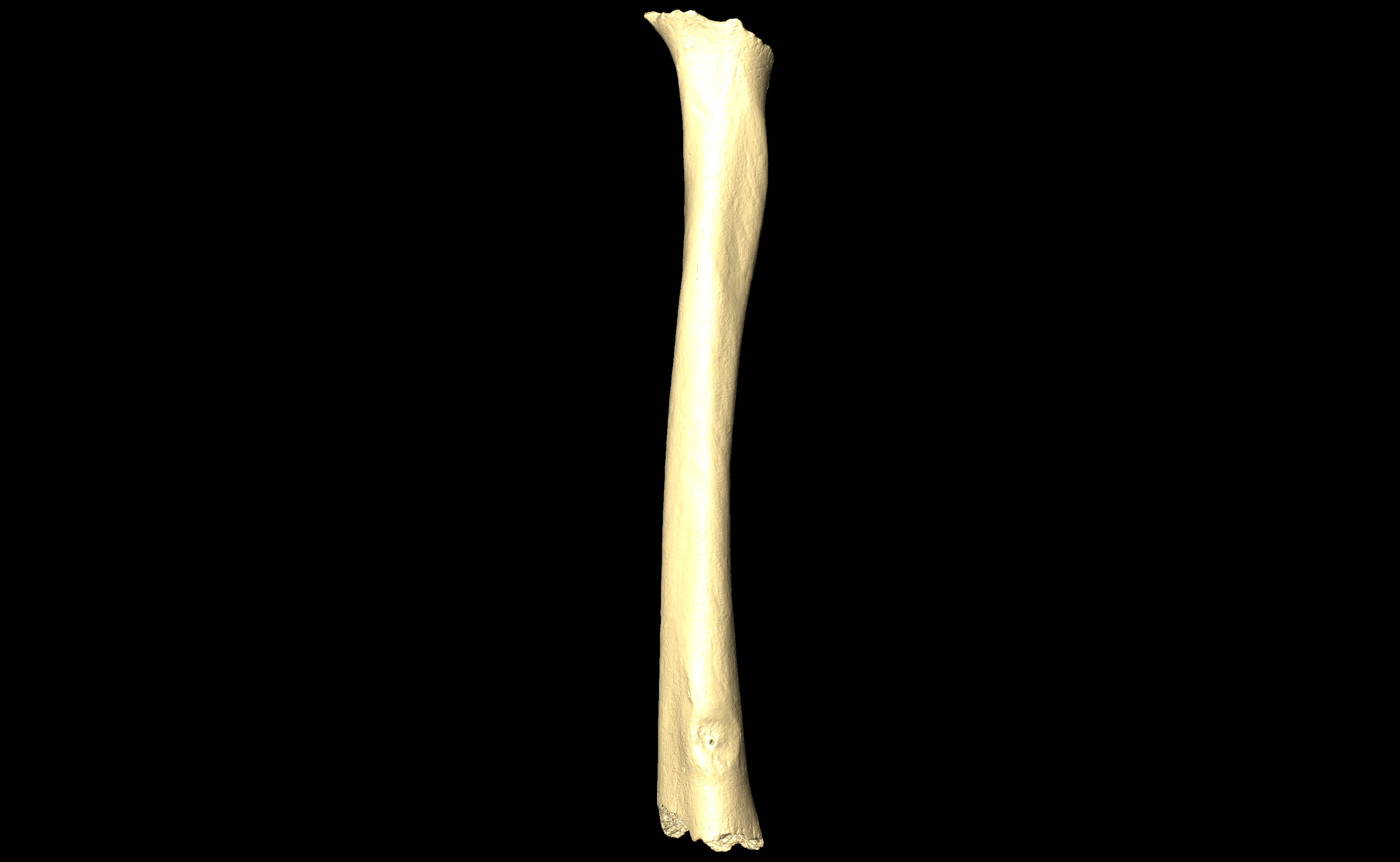 MNHN-HA-4325 Left Femur