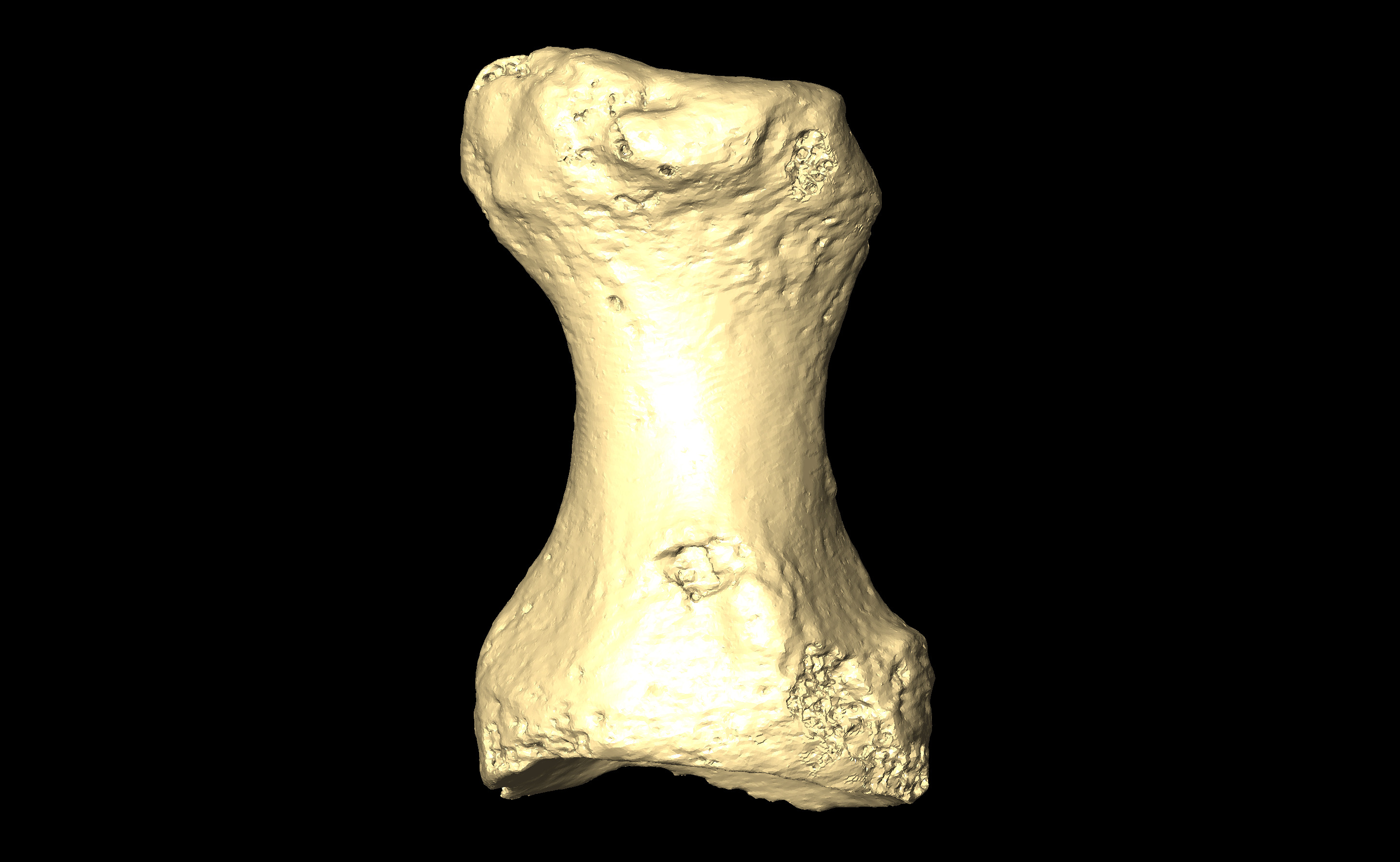 MNHN-HA-4351 Left Foot Proximal Phalanx 1